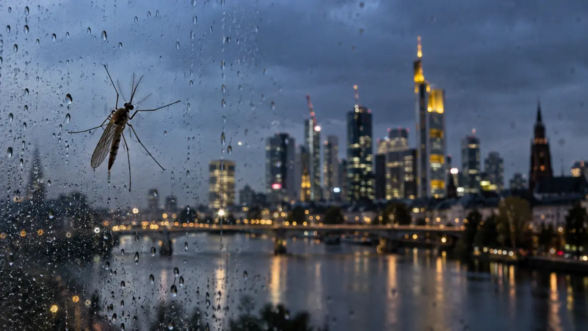 Eine Mücke vor der nächtlichen Frankfurter Skyline